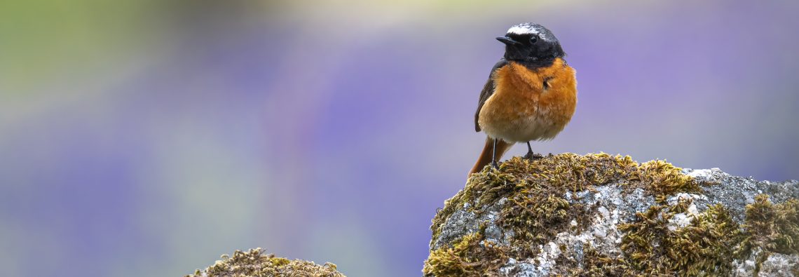 Common Redstart - The Hall of Einar - photograph (c) David Bailey (not the)