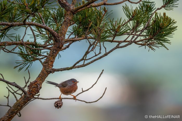 Dartford Warbler on Aylesbeare Common - The Hall of Einar - photograph (c) David Bailey (not the)
