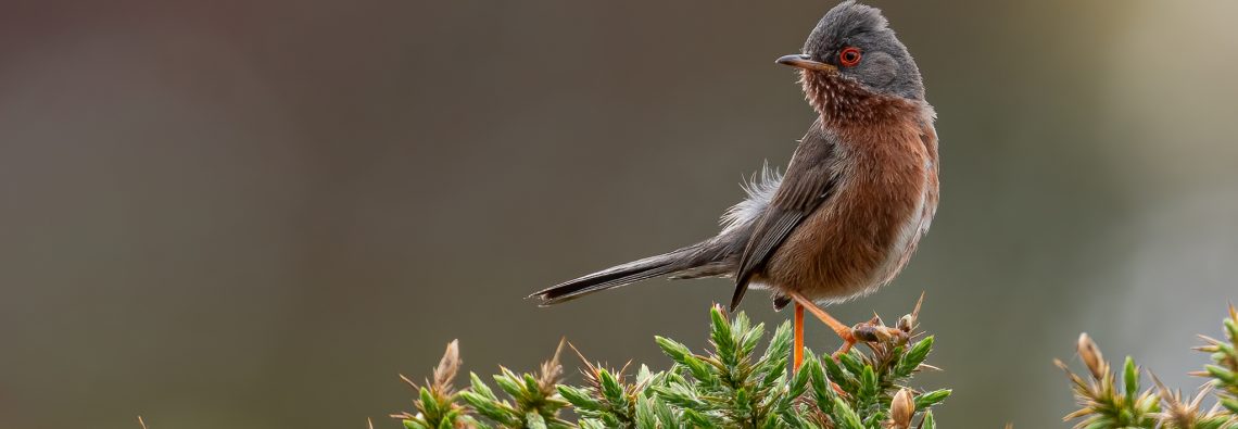 Dartford Warbler on Aylesbeare Common - The Hall of Einar - photograph (c) David Bailey (not the)