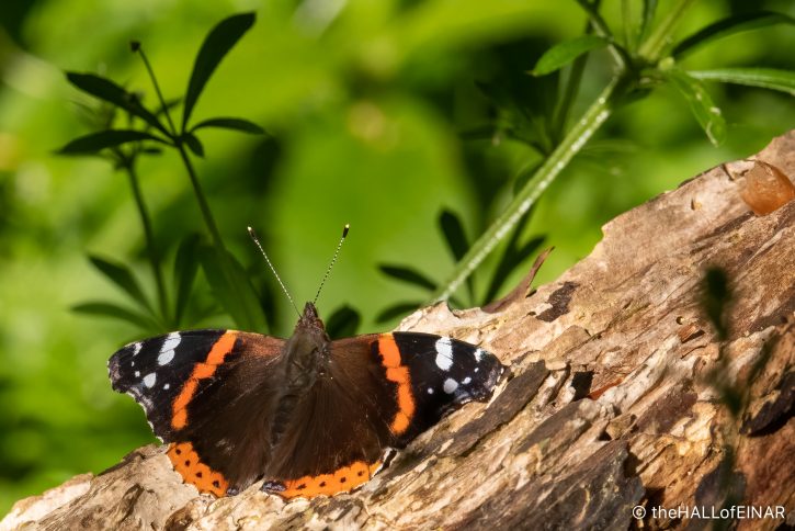Red Admiral - The Hall of Einar - photograph (c) David Bailey (not the)