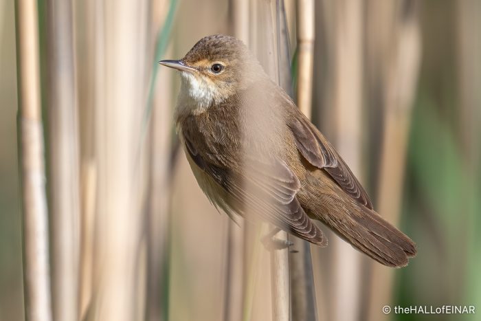 Reed Warbler - The Hall of Einar - photograph (c) David Bailey (not the)