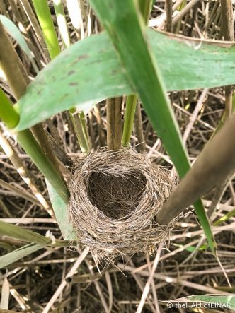 Reed Warbler - The Hall of Einar - photograph (c) David Bailey (not the)