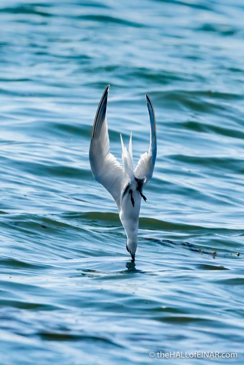 Common Tern at Bay of Tafts - The Hall of Einar - photograph (c) David Bailey (not the)