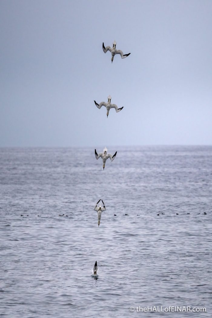 Gannet diving - The Hall of Einar - photograph (c) David Bailey (not the)