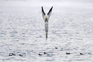Gannet diving - The Hall of Einar - photograph (c) David Bailey (not the)