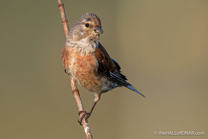 Male Linnet - The Hall of Einar - photograph (c) David Bailey (not the)