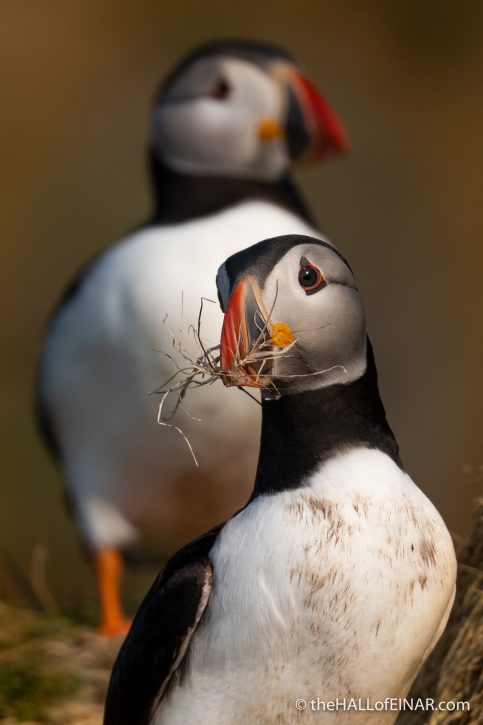 Puffin with nesting material - The Hall of Einar - photograph (c) David Bailey (not the)