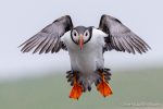 Puffin flying - The Hall of Einar - photograph (c) David Bailey (not the)