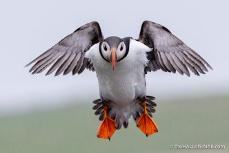 Puffin flying - The Hall of Einar - photograph (c) David Bailey (not the)