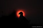 Puffin sunset - The Hall of Einar - photograph (c) David Bailey (not the)