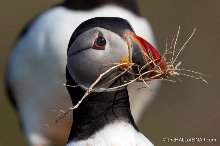 Puffin with nesting material - The Hall of Einar - photograph (c) David Bailey (not the)