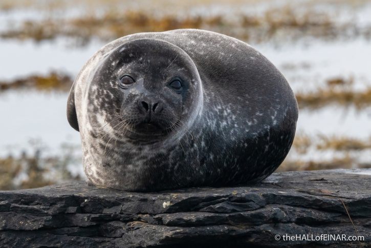 Common Seals - The Hall of Einar - photograph (c) David Bailey (not the)
