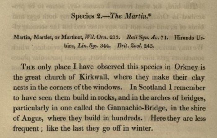Fauna Orcadensis - The Martin