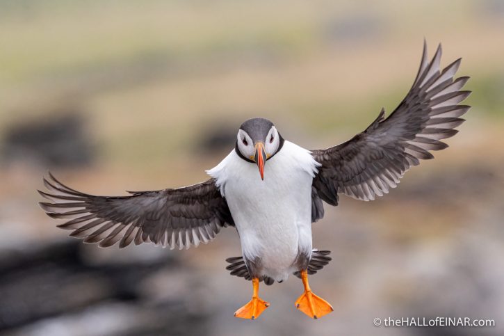 Flying Puffin - The Hall of Einar - photograph (c) David Bailey (not the)