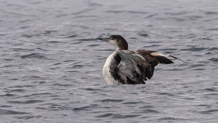 Great Northern Diver - The Hall of Einar - photograph (c) David Bailey (not the)