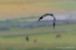 Male Hen Harrier - The Hall of Einar - photograph (c) David Bailey (not the)