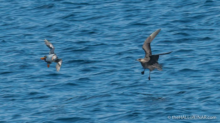 Puffin chased by Arctic Skua - The Hall of Einar - photograph (c) David Bailey (not the)