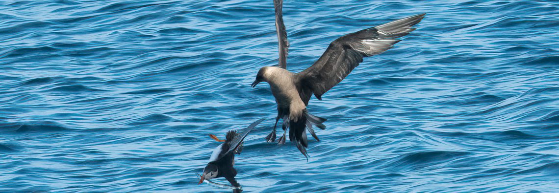 Puffin chased by Arctic Skua - The Hall of Einar - photograph (c) David Bailey (not the)