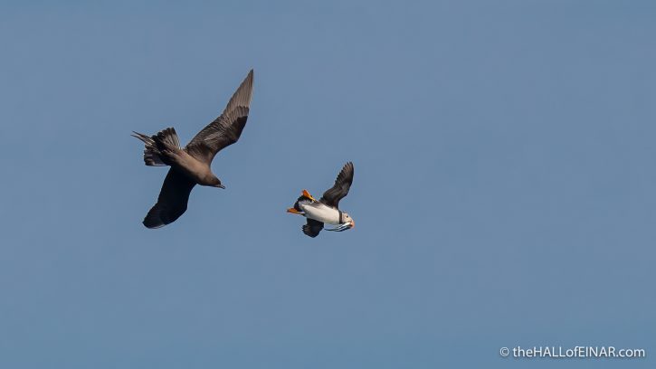 Puffin chased by Arctic Skua - The Hall of Einar - photograph (c) David Bailey (not the)
