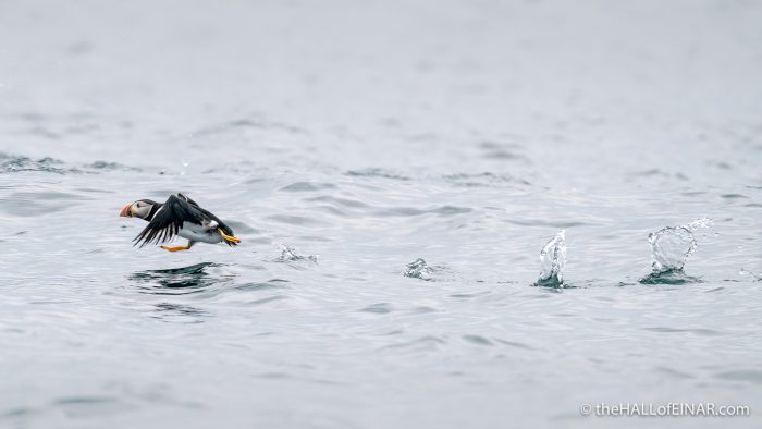Puffin on the water - The Hall of Einar - photograph (c) David Bailey (not the)