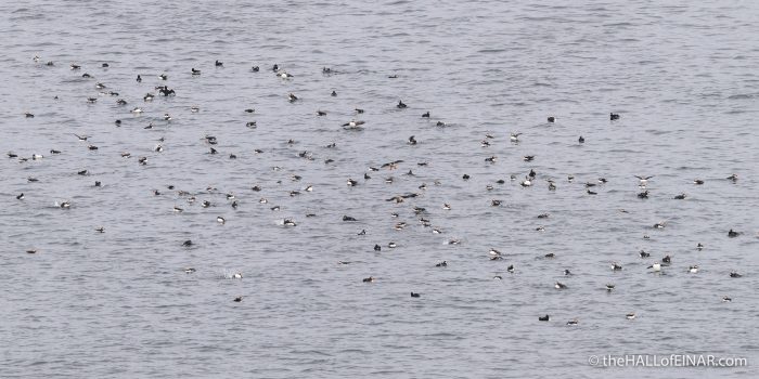 Puffin raft - The Hall of Einar - photograph (c) David Bailey (not the)