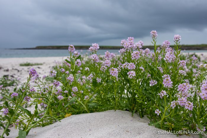 Sea Rocket at The Bay of Tafts - The Hall of Einar - photograph (c) David Bailey (not the)