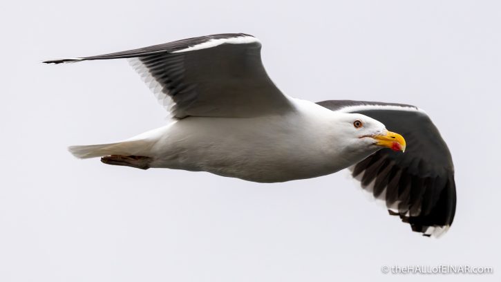 Great Black-Backed Gull - The Hall of Einar - photograph (c) David Bailey (not the)