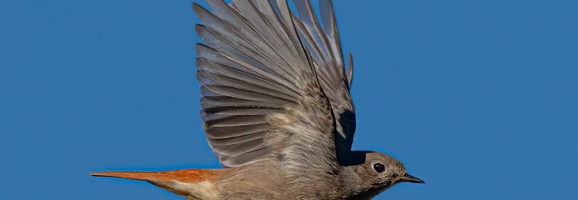 Black Redstart - The Hall of Einar - photograph (c) David Bailey (not the)