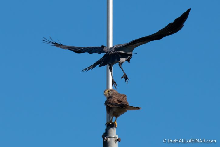 Common Kestrel with Hooded Crow - The Hall of Einar - photograph (c) David Bailey (not the)