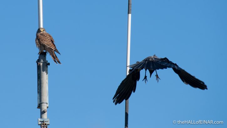 Common Kestrel with Hooded Crow - The Hall of Einar - photograph (c) David Bailey (not the)