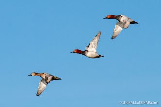 Common Pochard - The Hall of Einar - photograph (c) David Bailey (not the)