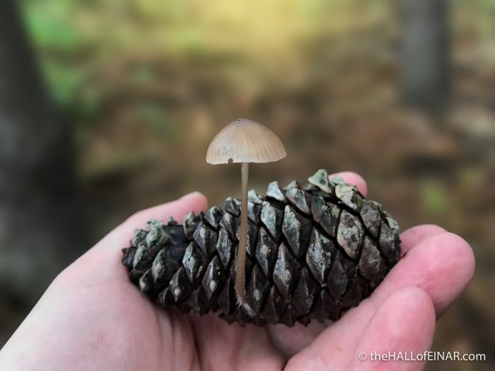 Fungus on cone - The Hall of Einar - photograph (c) David Bailey (not the)