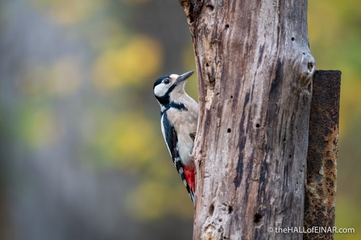 Great Spotted Woodpecker - The Hall of Einar - photograph (c) David Bailey (not the)