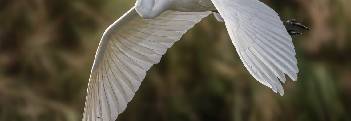 Great White Egret - The Hall of Einar - photograph (c) David Bailey (not the)