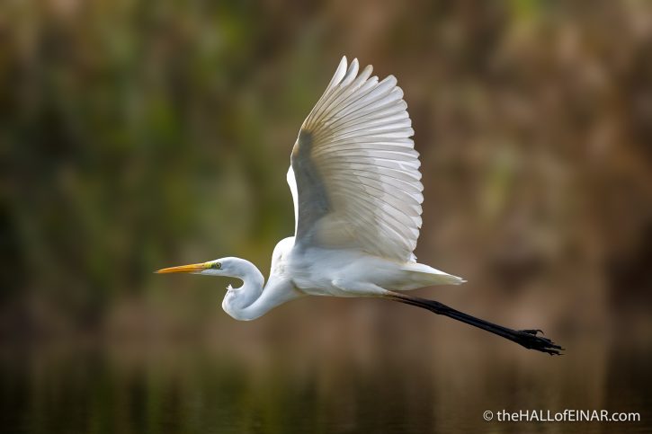 Great White Egret - The Hall of Einar - photograph (c) David Bailey (not the)