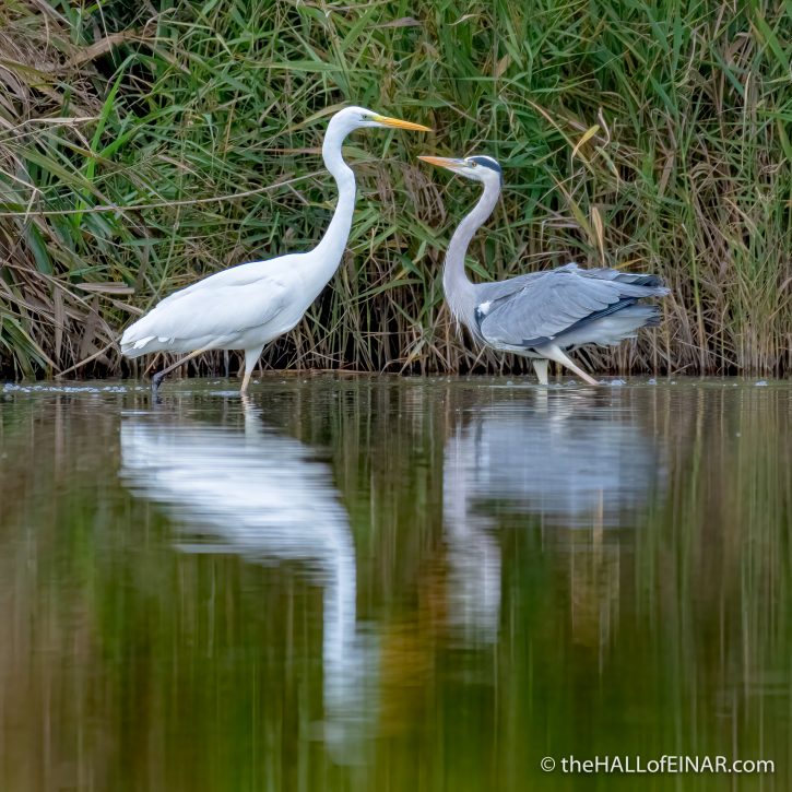 Great White Egret and Grey Heron - The Hall of Einar - photograph (c) David Bailey (not the)