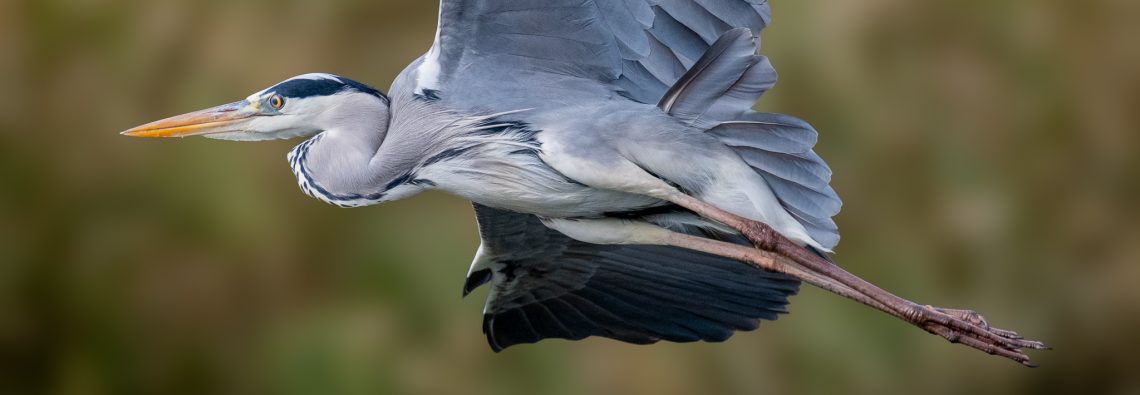 Grey Heron - The Hall of Einar - photograph (c) David Bailey (not the)