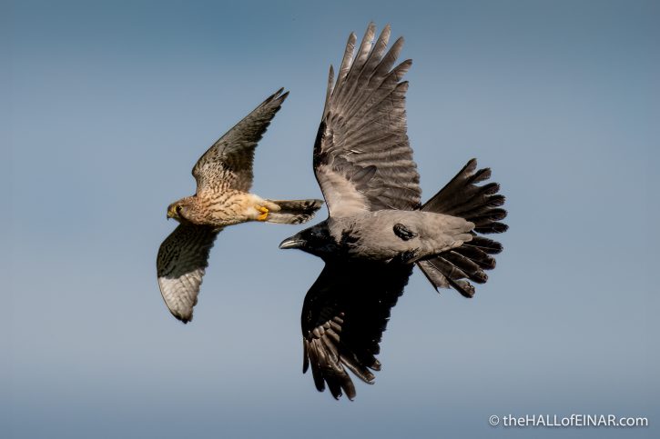 Hooded Crow and Kestrel - The Hall of Einar - photograph (c) David Bailey (not the)