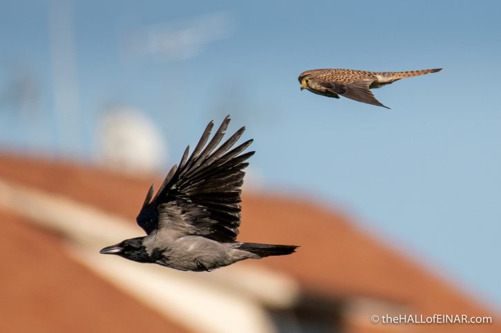 Hooded Crow and Kestrel - The Hall of Einar - photograph (c) David Bailey (not the)