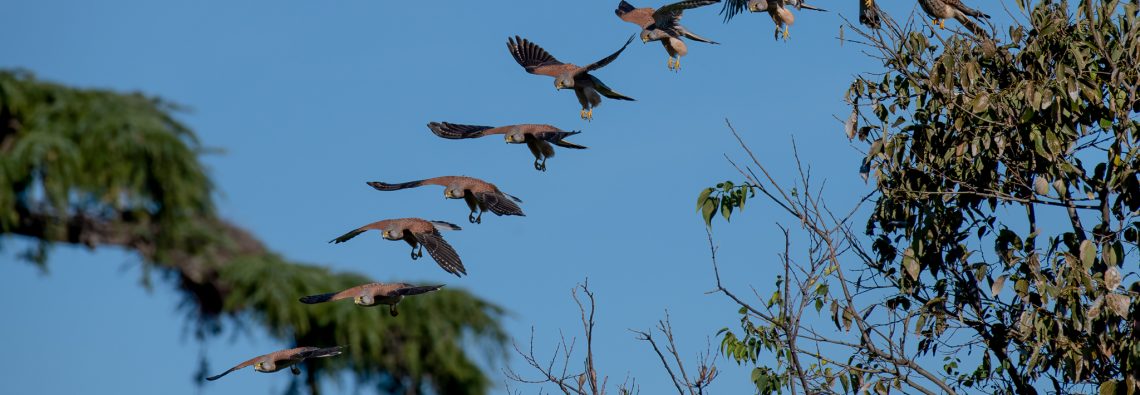 Kestrel Composite - The Hall of Einar - photograph (c) David Bailey (not the)