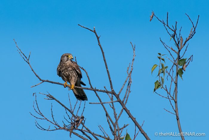 Kestrel - The Hall of Einar - photograph (c) David Bailey (not the)