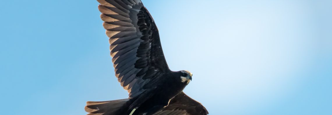 Marsh Harrier - The Hall of Einar - photograph (c) David Bailey (not the)