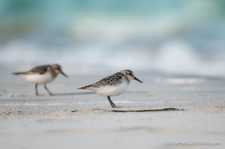 Sanderling - The Hall of Einar - photograph (c) David Bailey (not the)