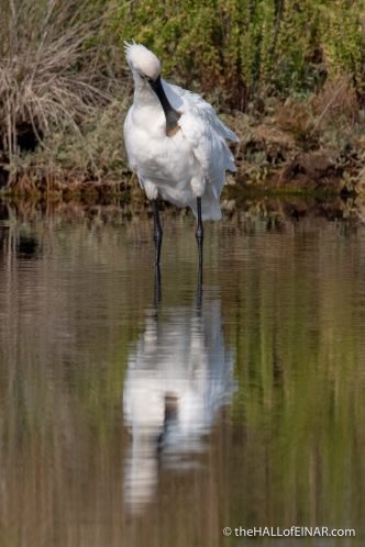 Spoonbill - The Hall of Einar - photograph (c) David Bailey (not the)