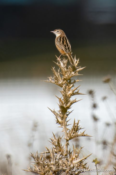 Zitting Cisticola - The Hall of Einar - photograph (c) David Bailey (not the)