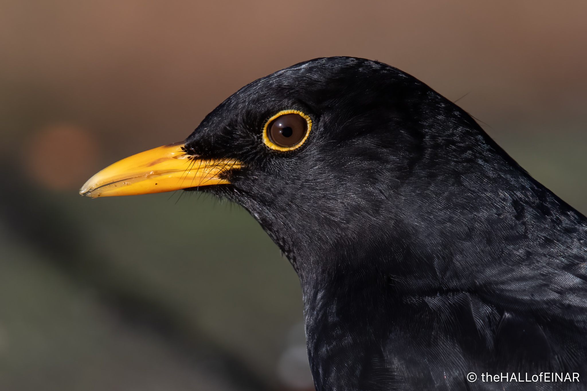 The Blackbird habit – David at the HALL of EINAR