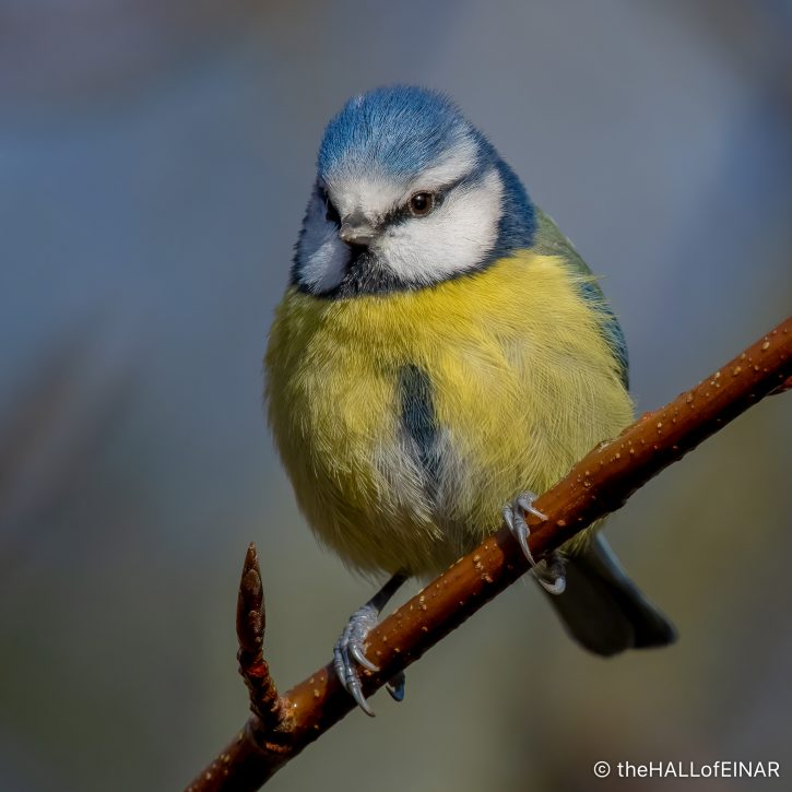 Blue Tit - The Hall of Einar - photograph (c) David Bailey (not the)
