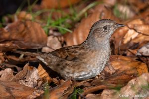 Dunnock - The Hall of Einar - photograph (c) David Bailey (not the)