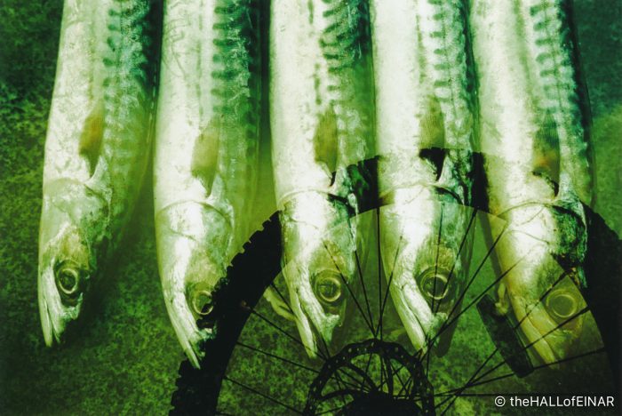 Fish and Bicycles - The Hall of Einar - photograph (c) David Bailey (not the)