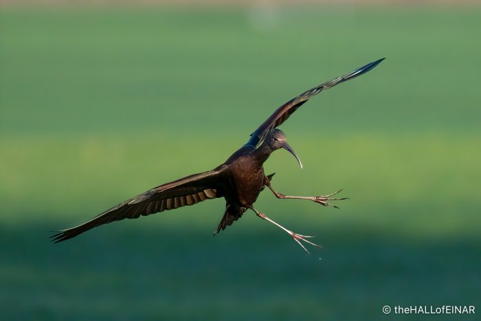 Glossy Ibis - The Hall of Einar - photograph (c) David Bailey (not the)